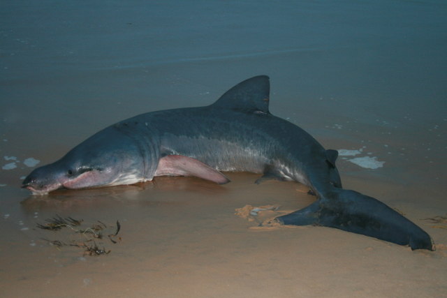 Basking shark