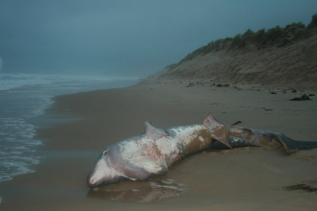 Basking shark