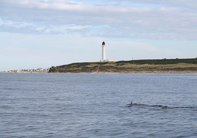 Basking shark