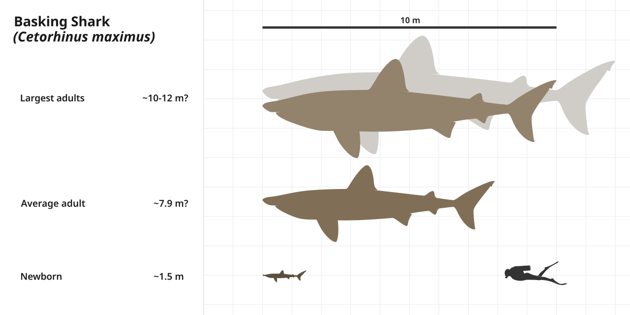 Basking shark