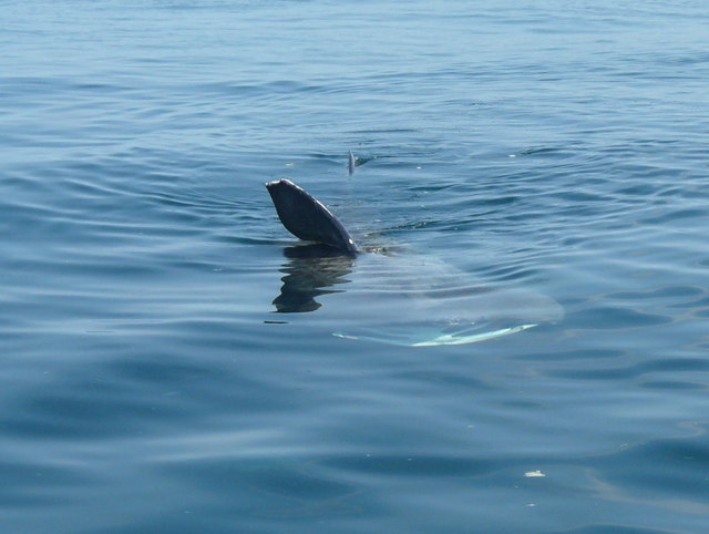 Basking shark