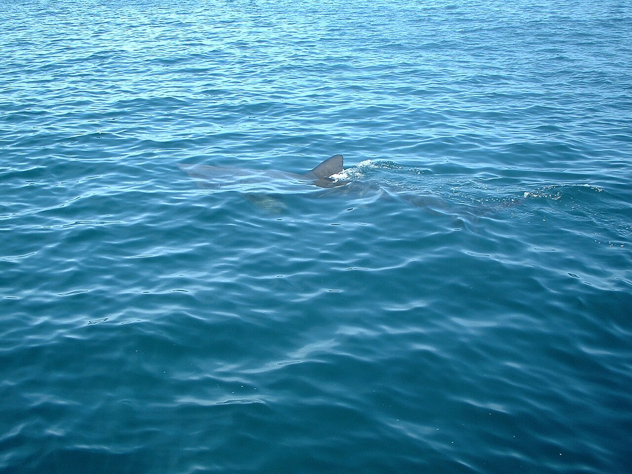 Basking shark