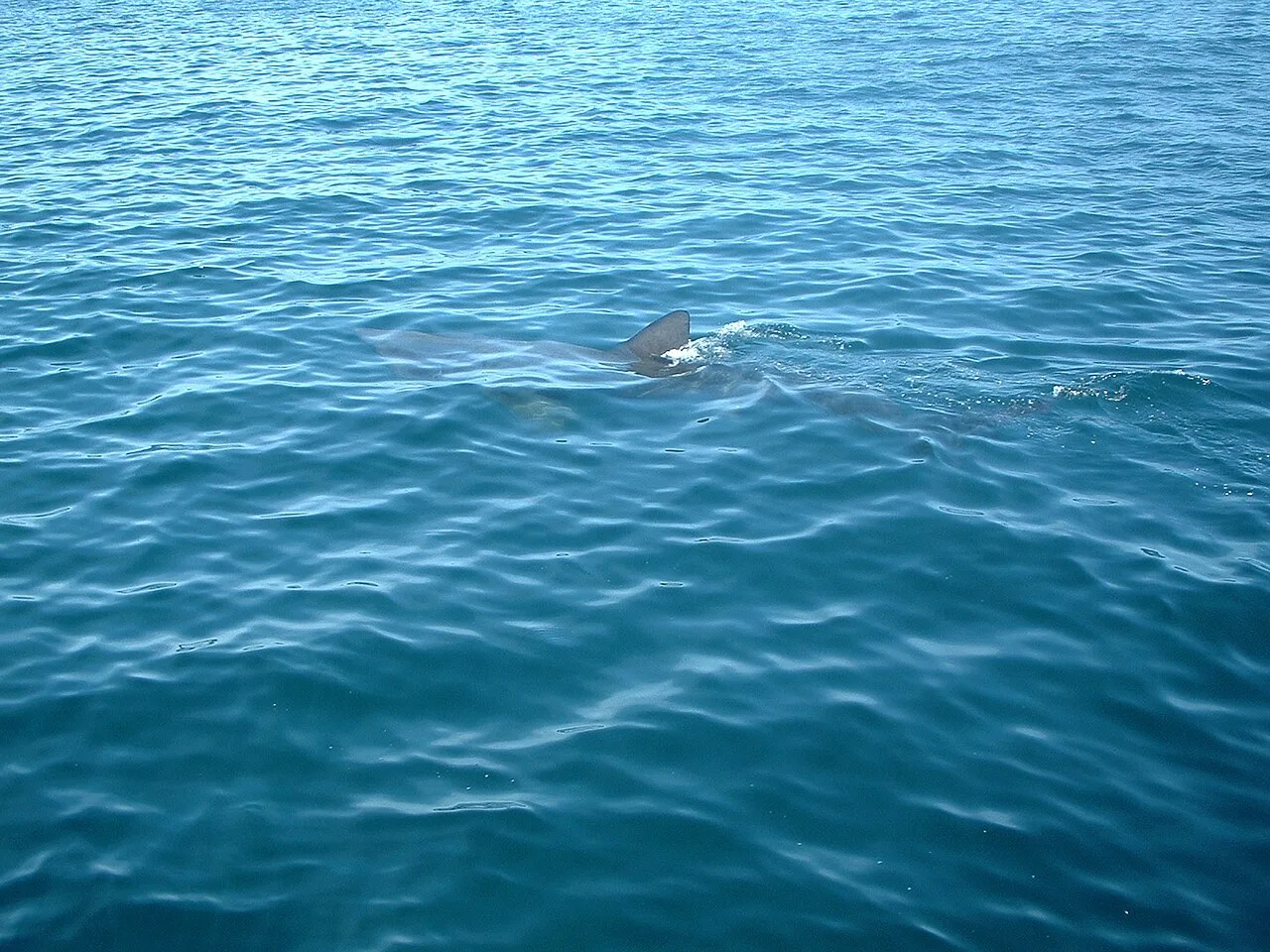 Basking shark