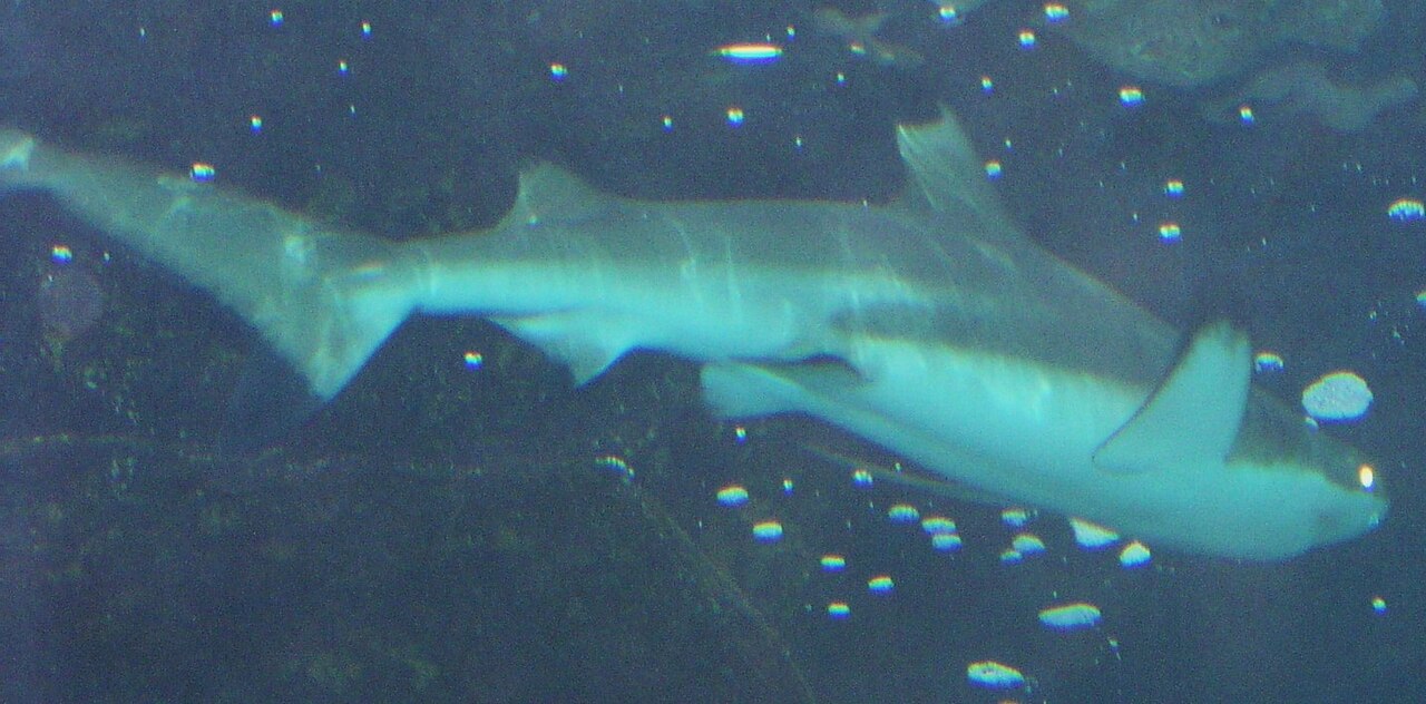 Blacktip reef shark
