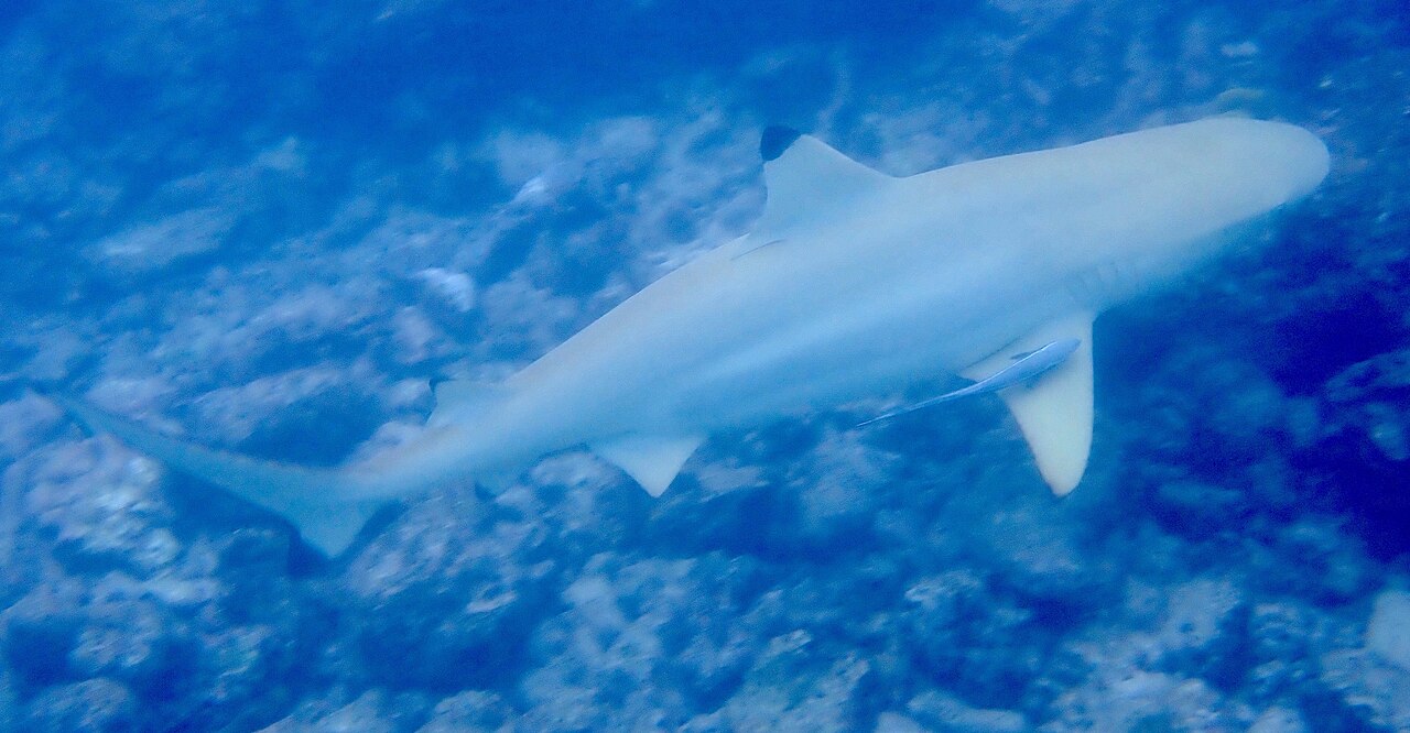 Blacktip reef shark