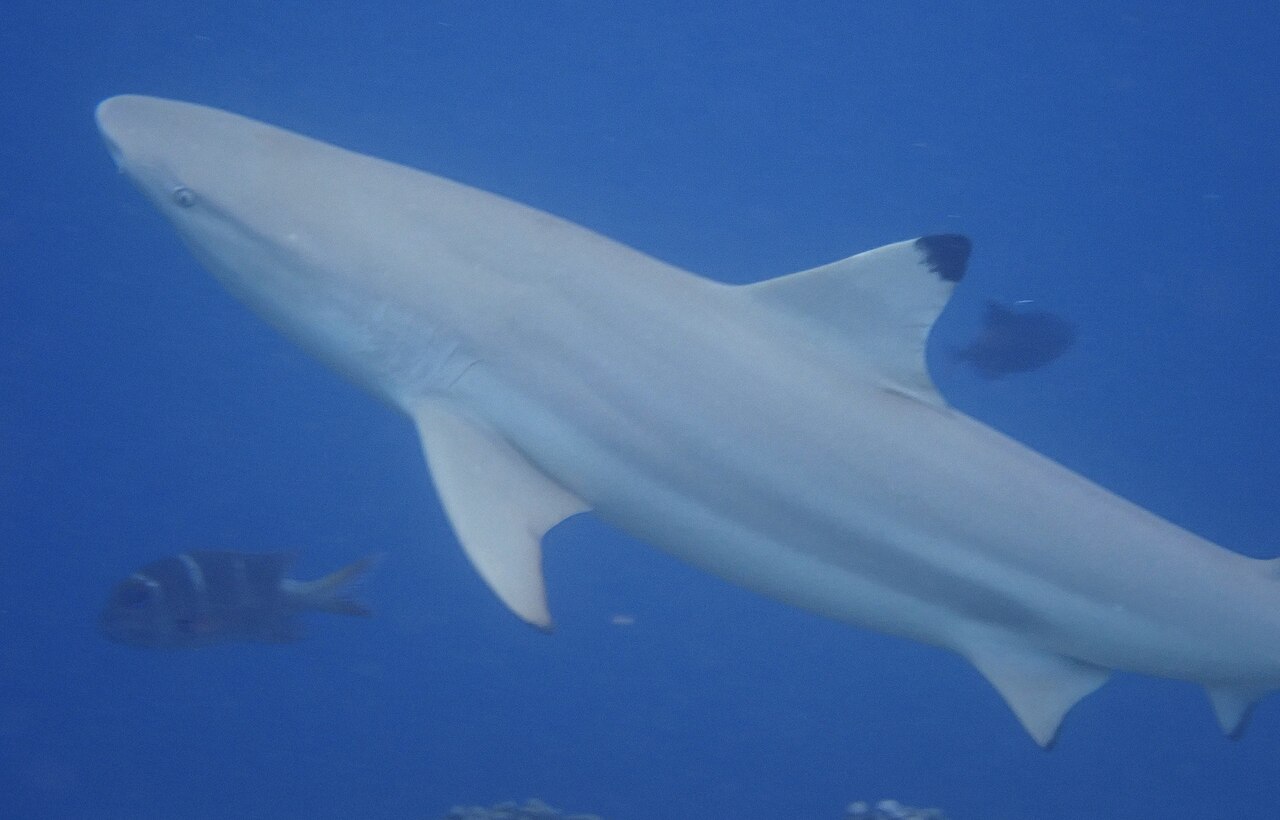 Blacktip reef shark