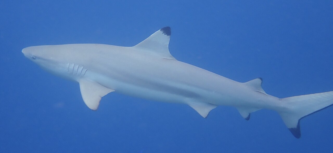 Blacktip reef shark