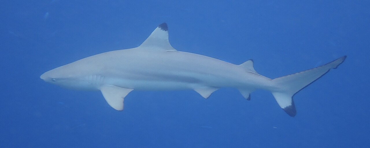 Blacktip reef shark