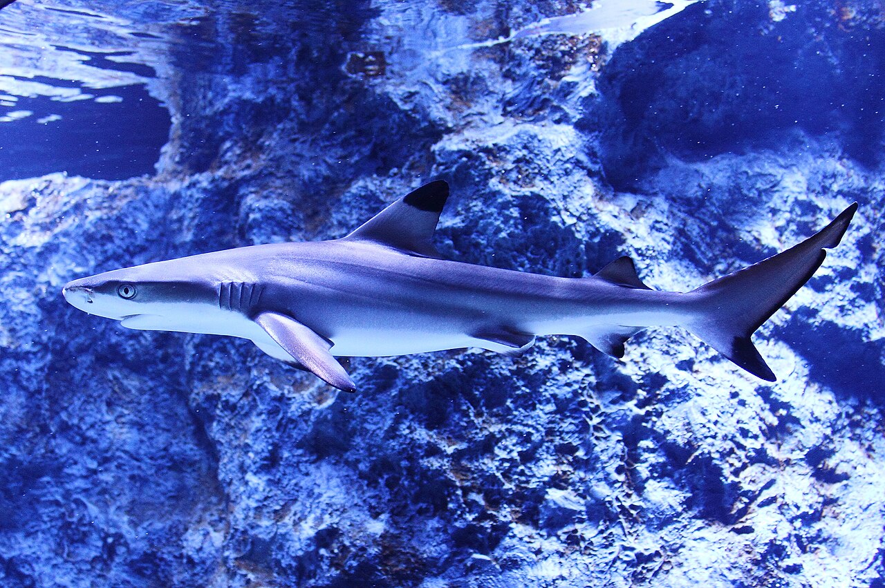 Blacktip reef shark