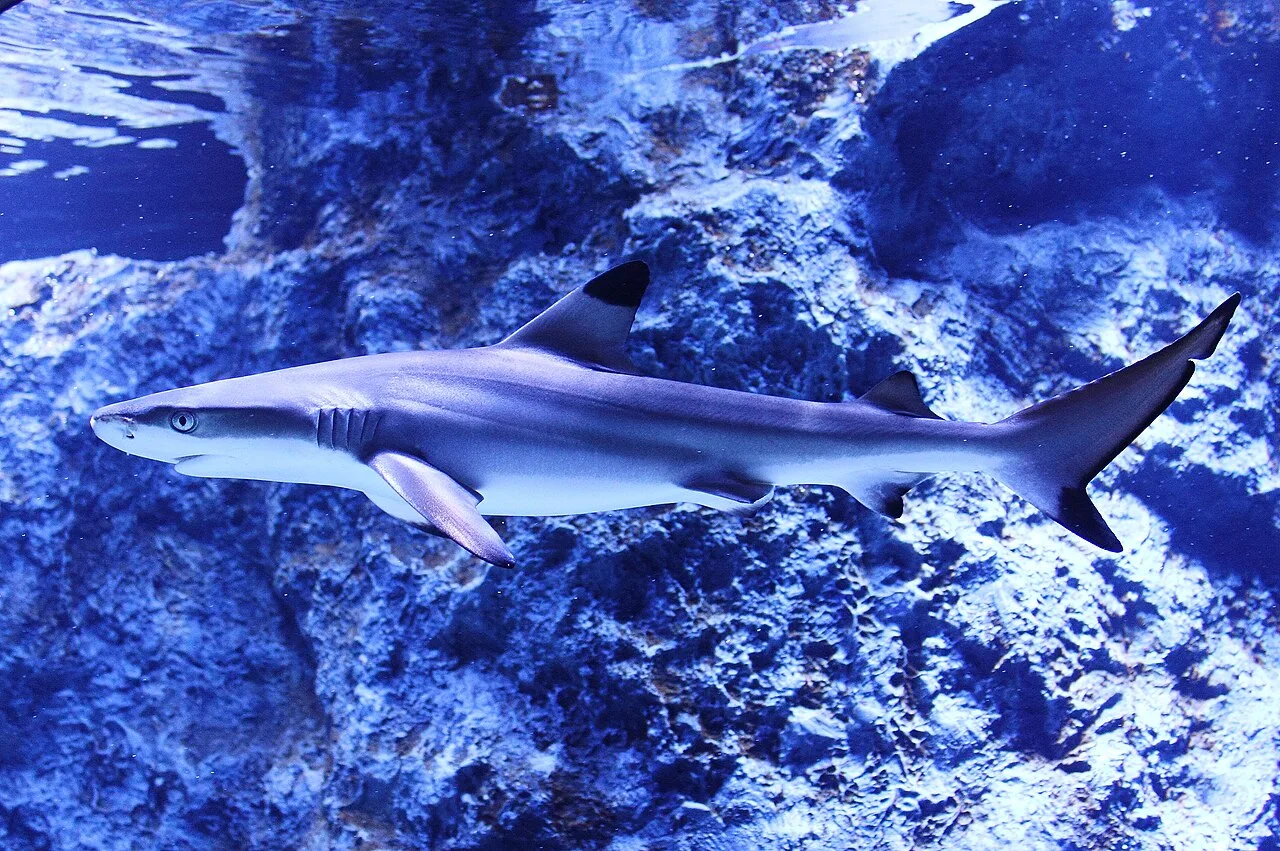 Blacktip reef shark
