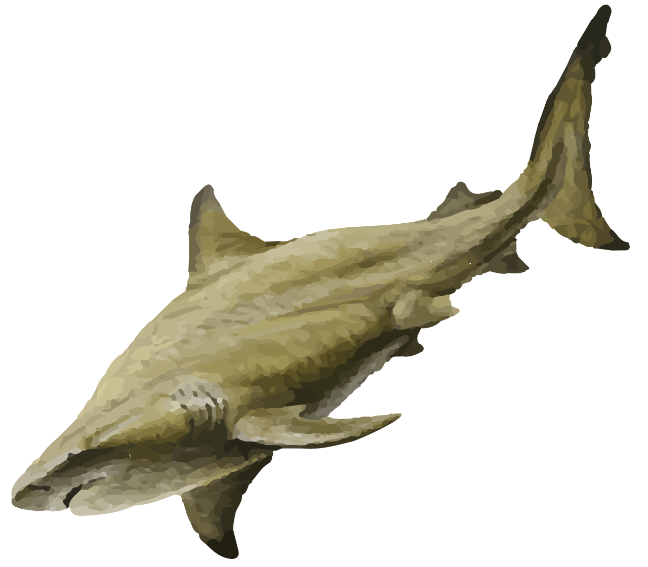 Bull shark