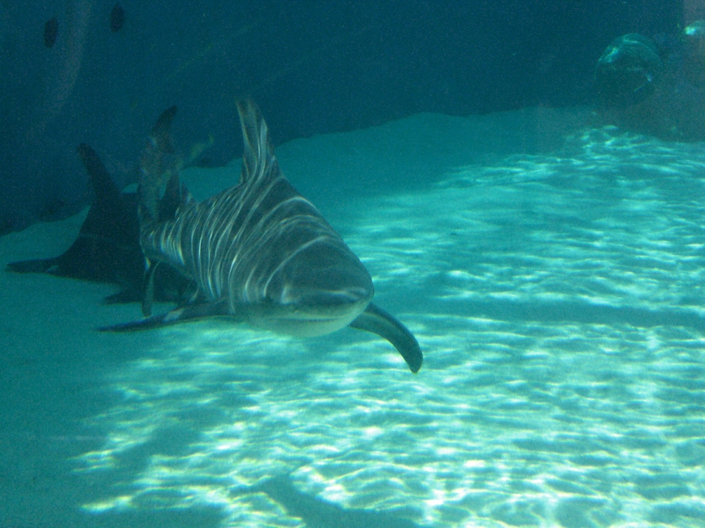 Bull shark