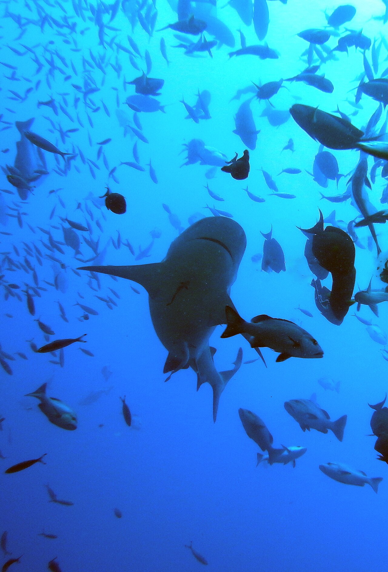 Bull shark