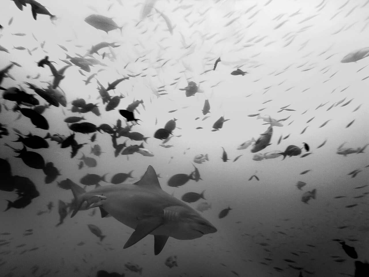 Bull shark