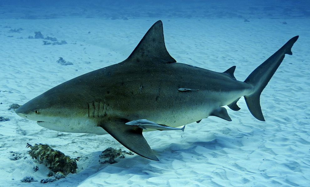 Bull shark