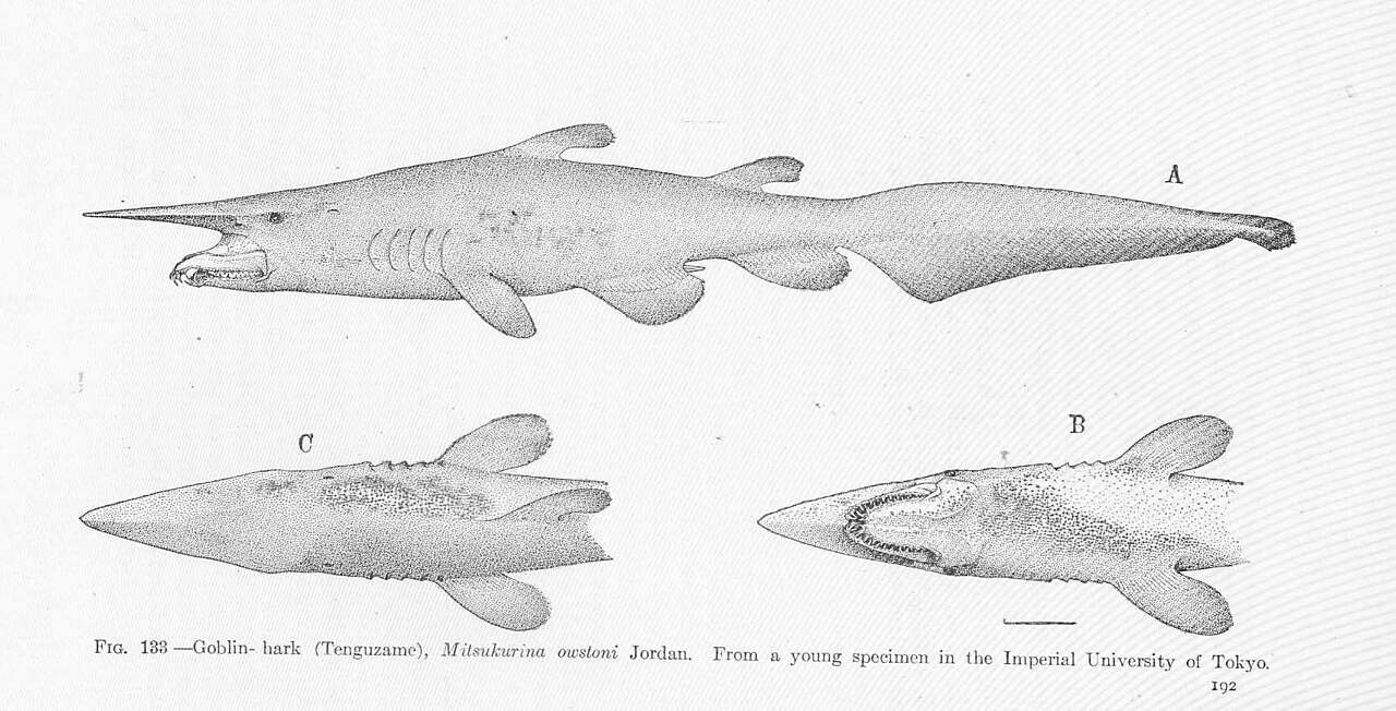 Goblin shark