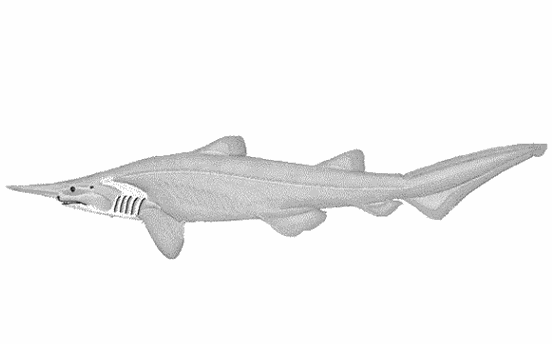 Goblin shark