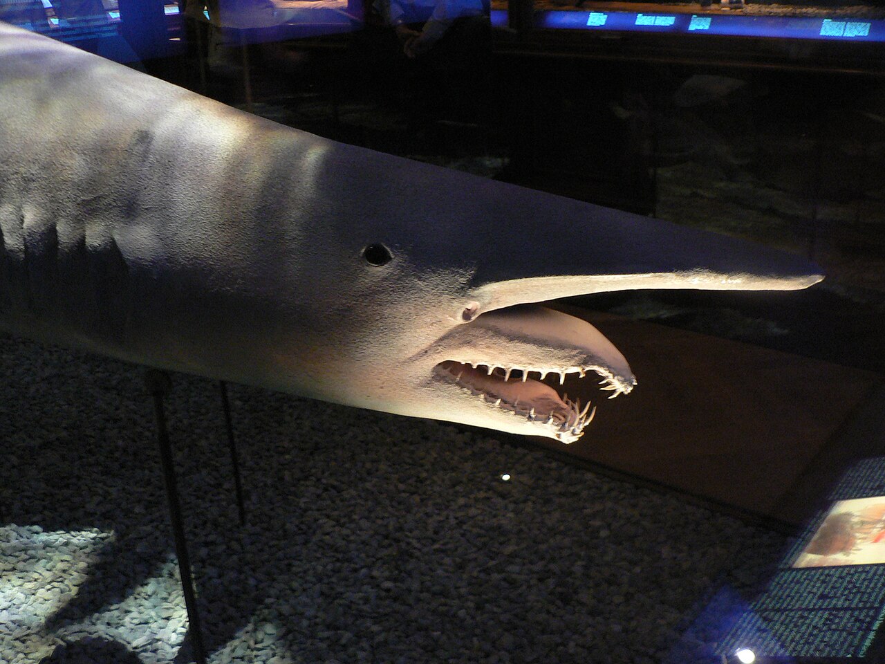 Goblin shark