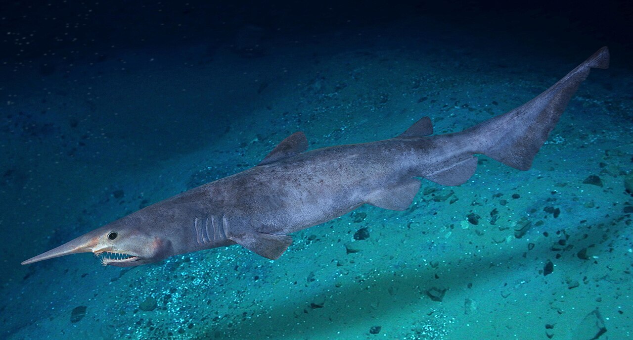 Goblin shark