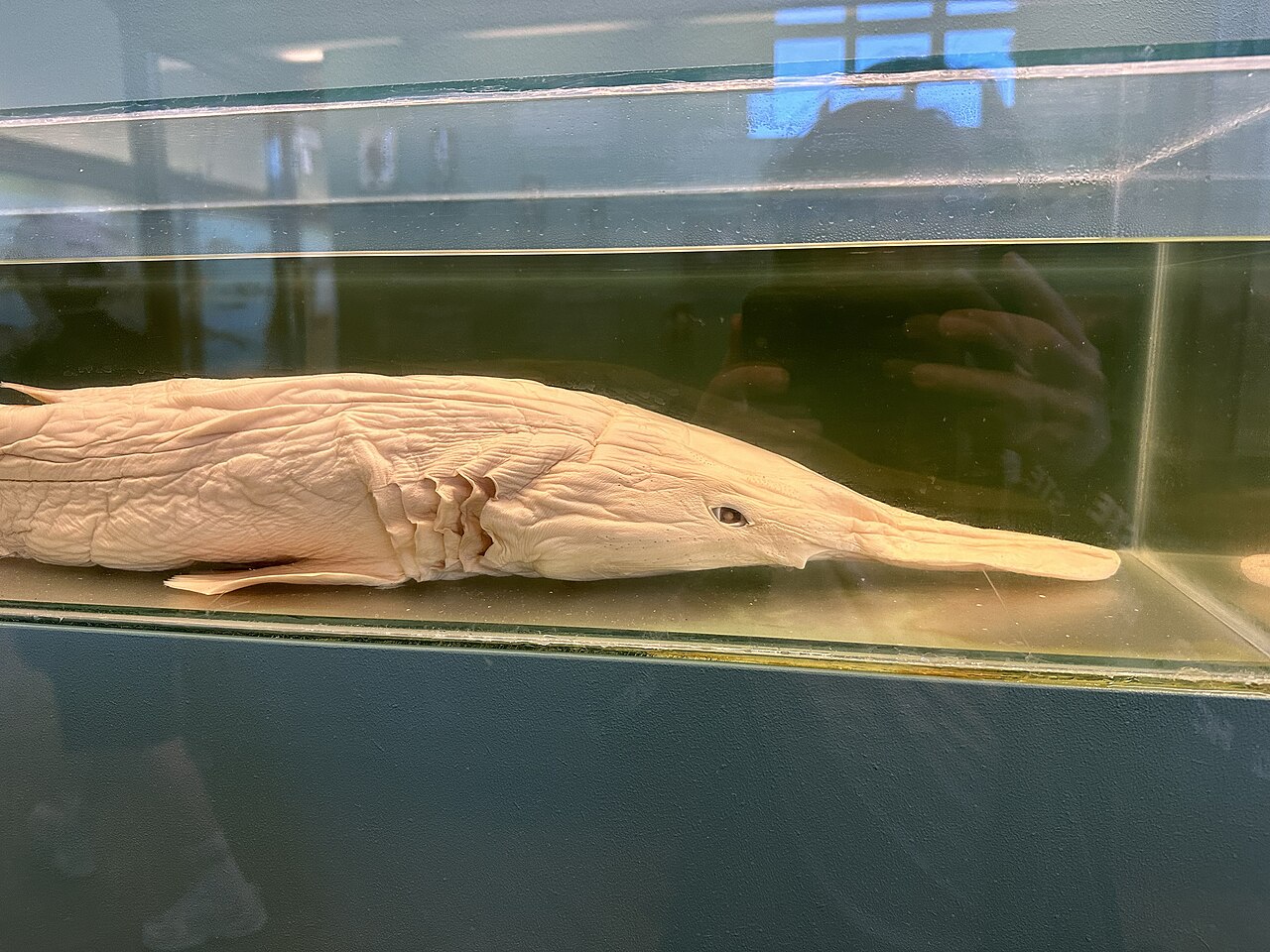 Goblin shark