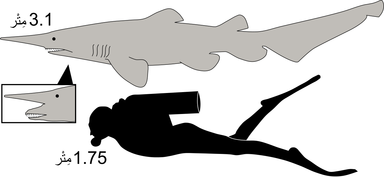 Goblin shark