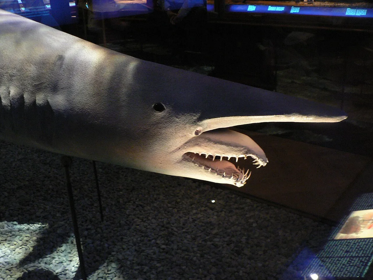 Goblin shark