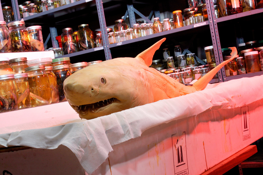 Great white shark