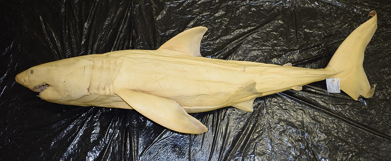 Great white shark