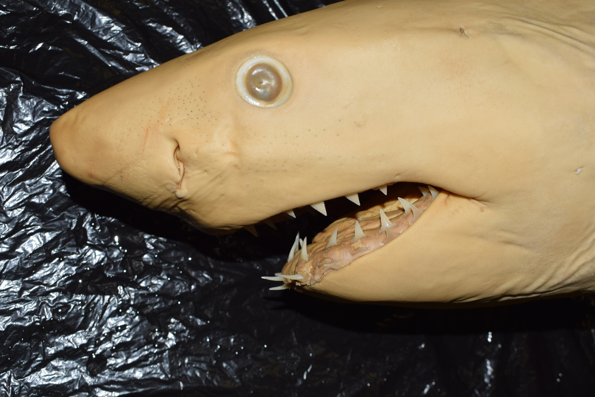 Great white shark