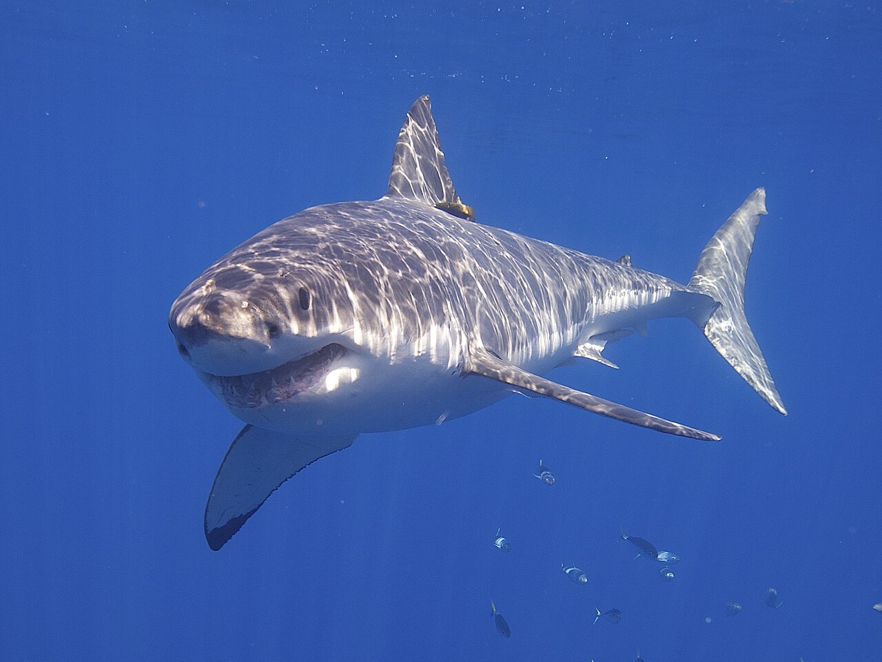 Great white shark