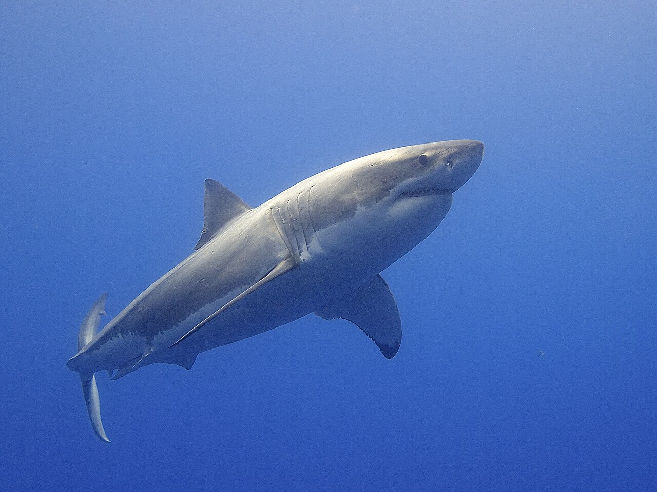 Great white shark