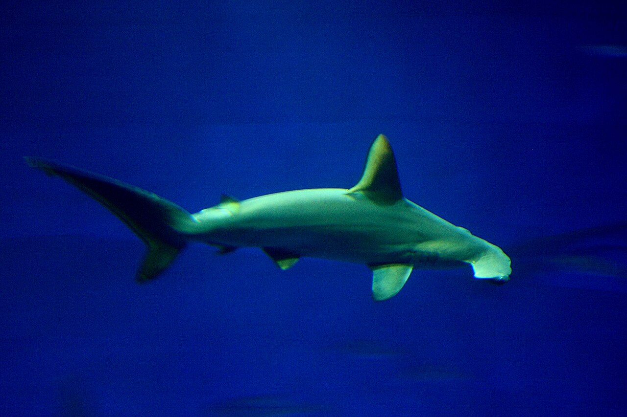 Hammerhead shark