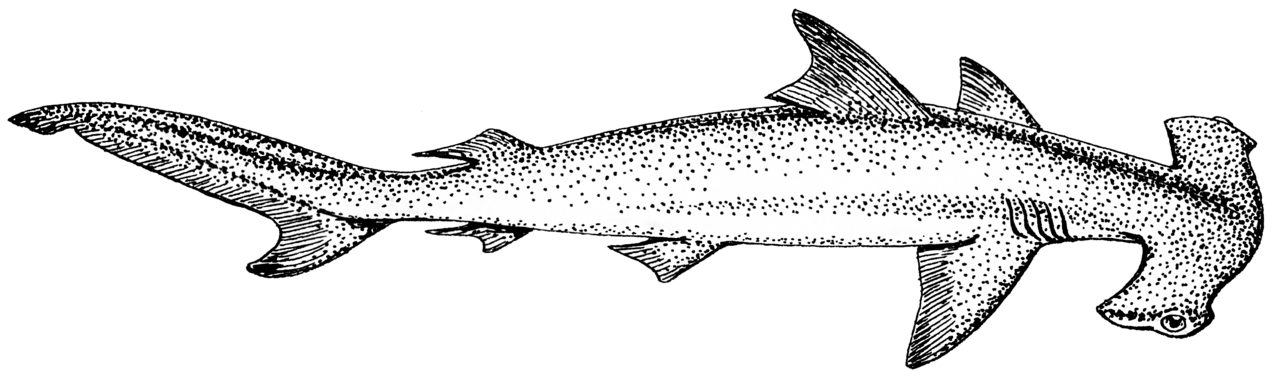 Hammerhead shark