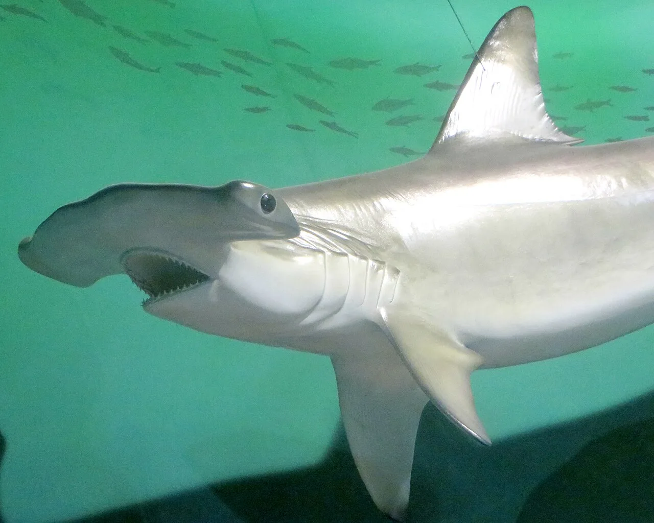 Hammerhead shark