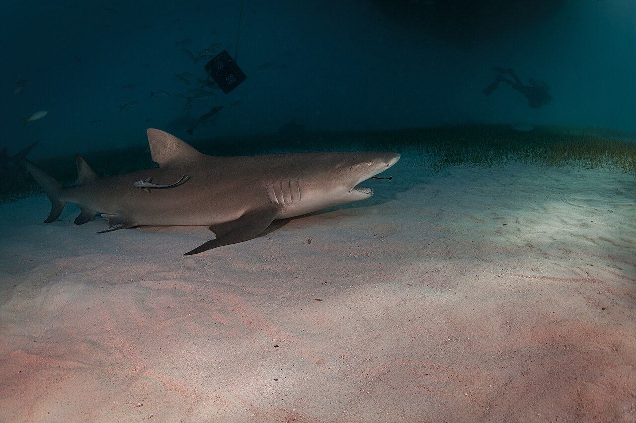 Lemon shark