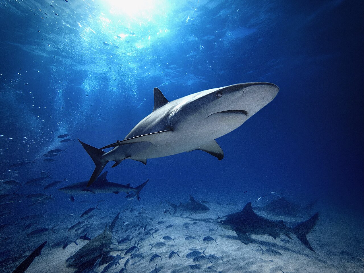 Lemon shark