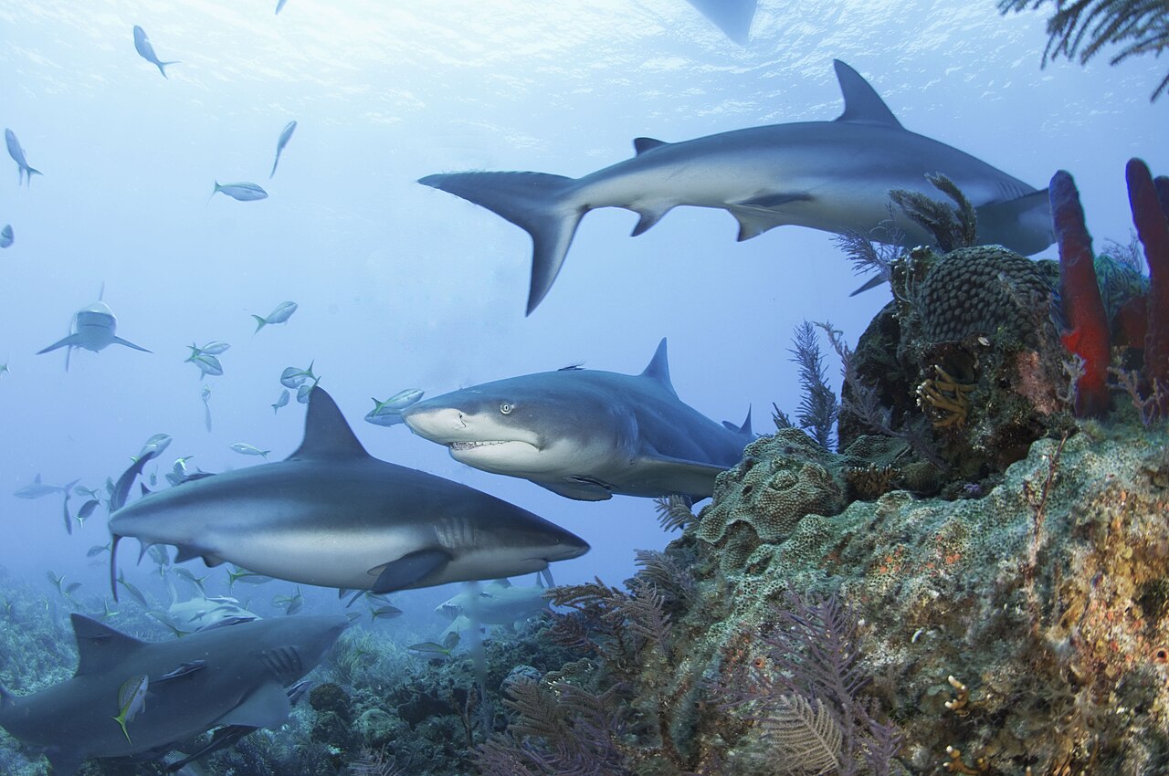 Lemon shark