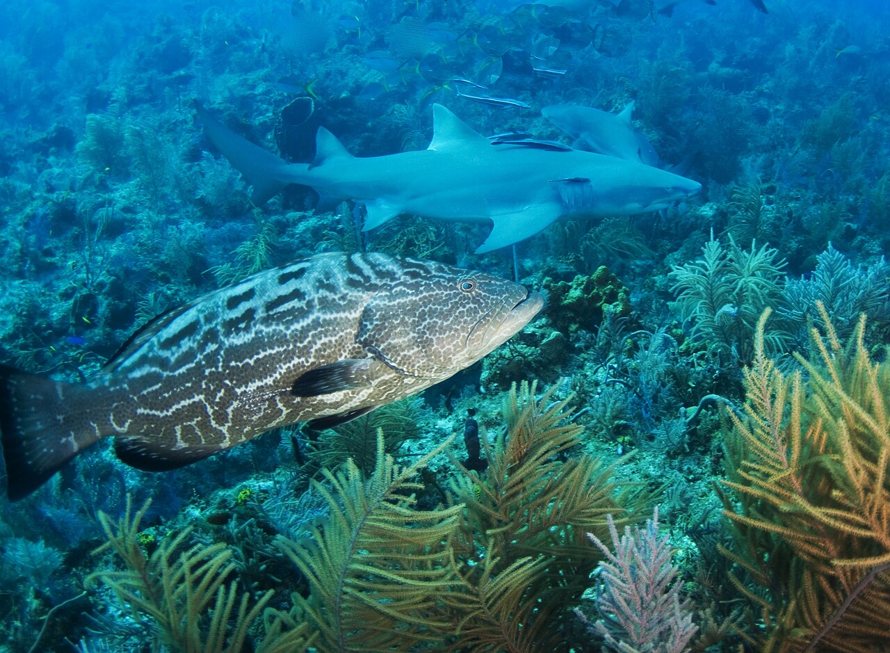 Lemon shark
