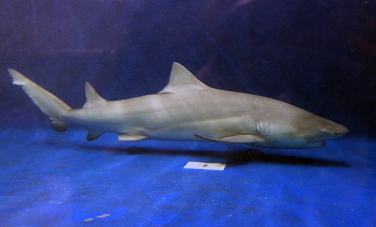 Lemon shark