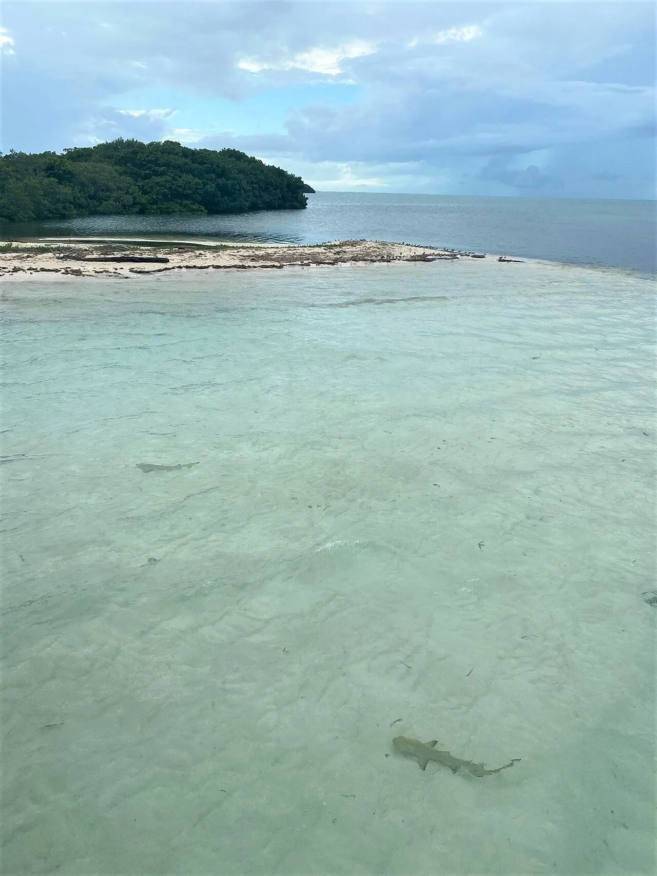 Lemon shark