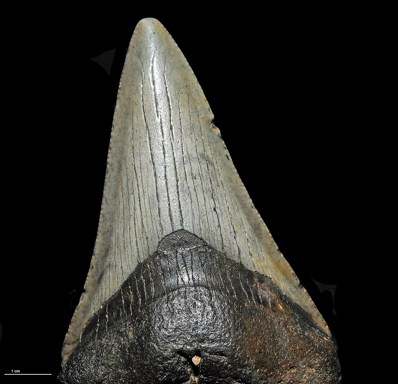 Megalodon