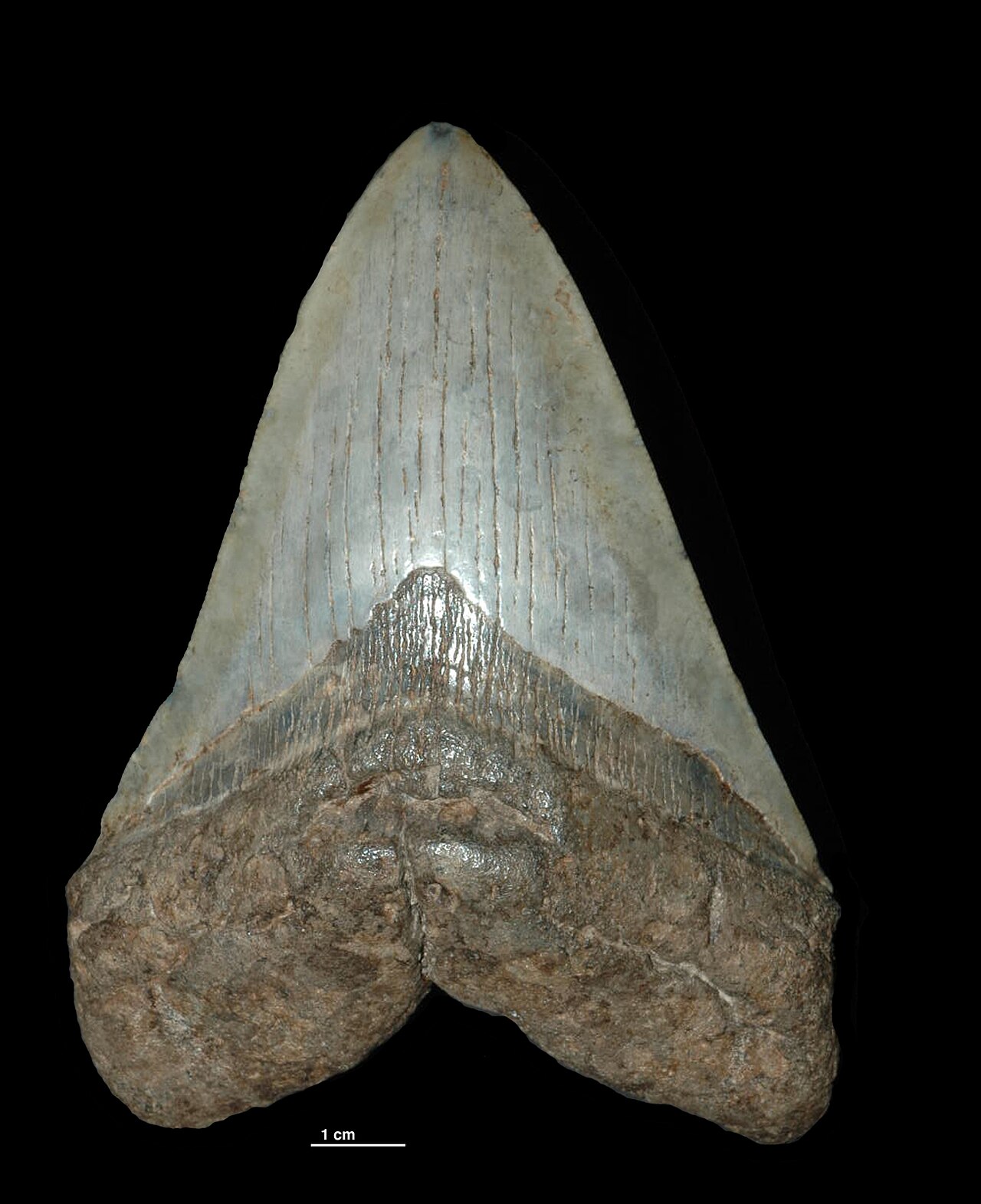 Megalodon