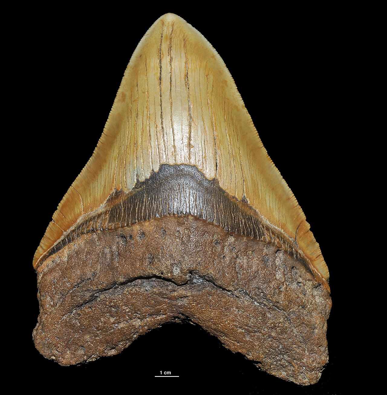 Megalodon