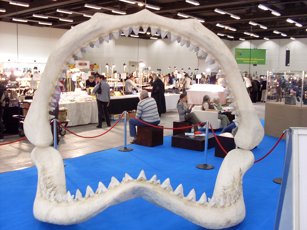Megalodon