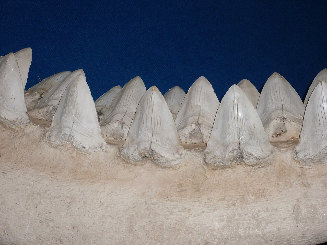 Megalodon