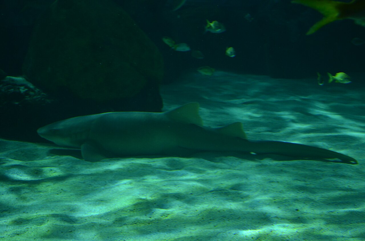 Nurse shark
