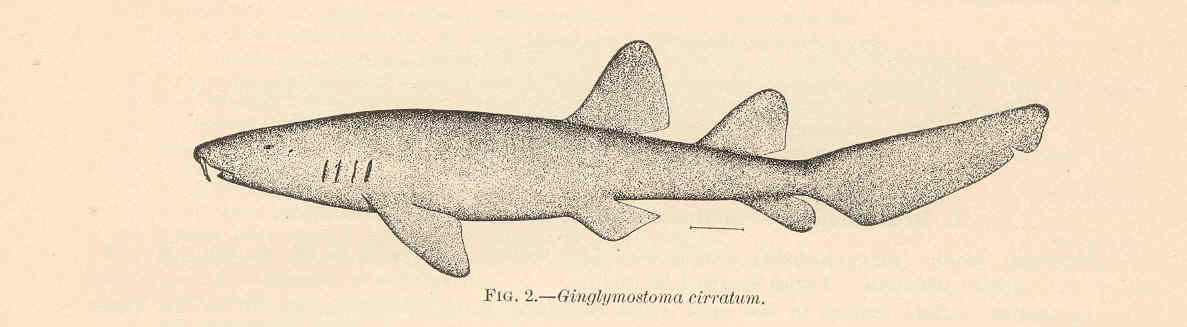 Nurse shark