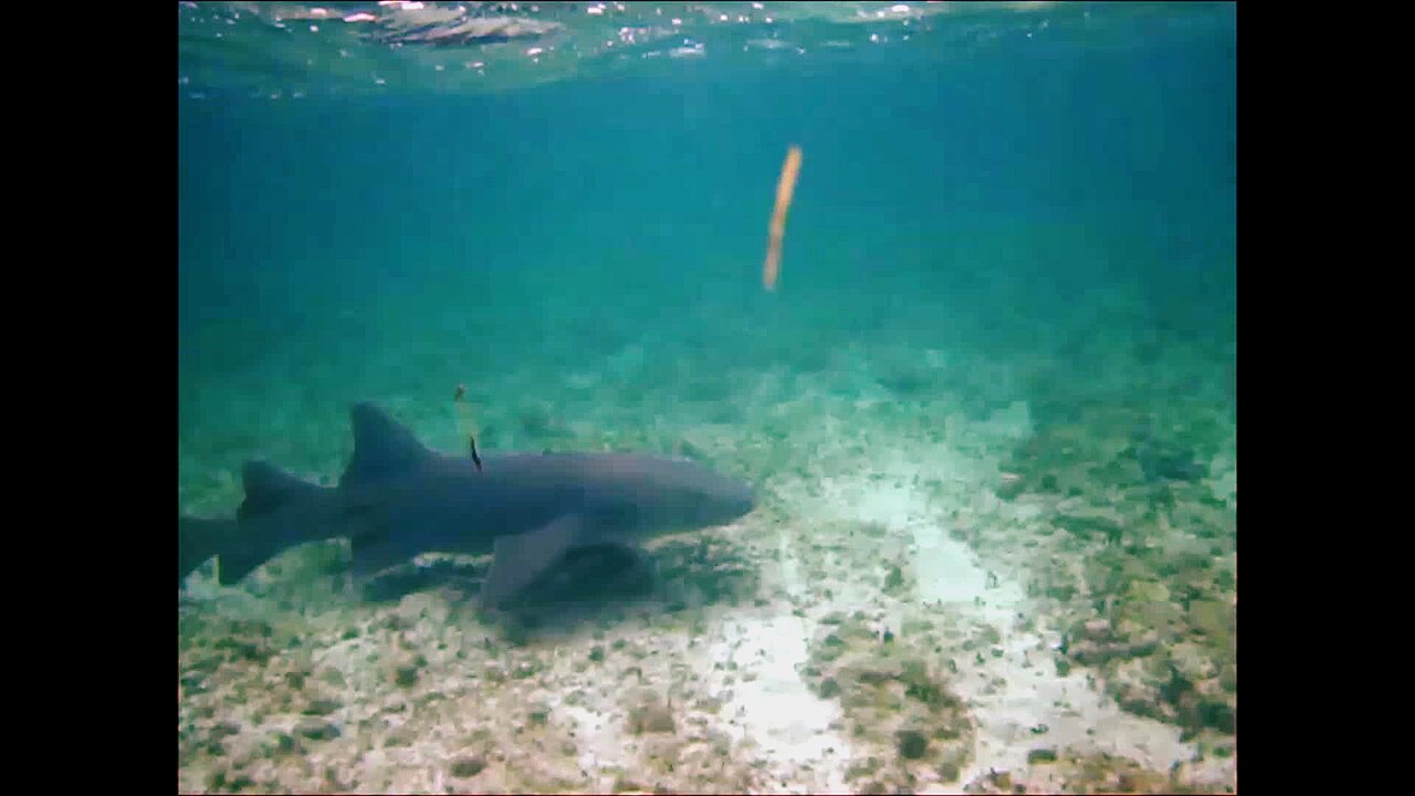Nurse shark