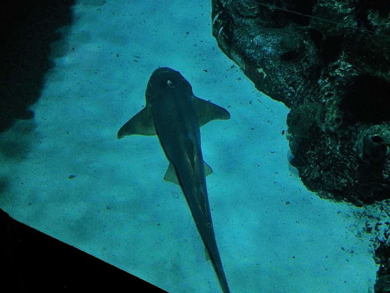 Nurse shark
