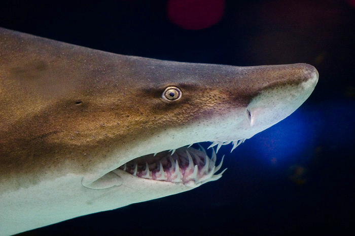 Nurse shark